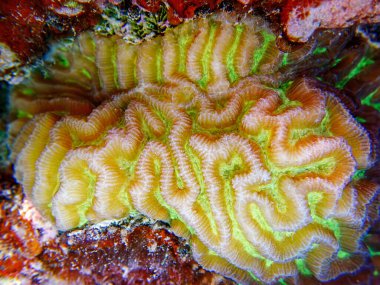 Colpophyllia natans - (Boulder Brain Coral), sualtı makro fotoğrafçılık 