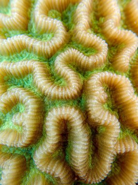 Colpophyllia natans - (Boulder Brain Coral), sualtı makro fotoğrafçılık 