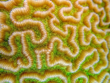 Colpophyllia natans - (Boulder Brain Coral), sualtı makro fotoğrafçılık 
