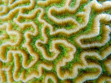 Colpophyllia natans - (Boulder Brain Coral), sualtı makro fotoğrafçılık 