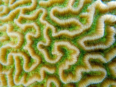 Colpophyllia natans - (Boulder Brain Coral), undersea macro photography  clipart