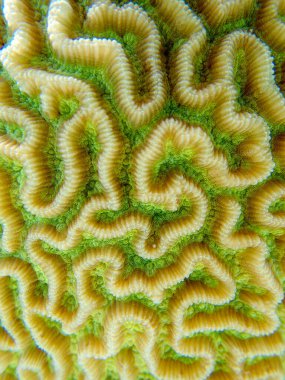 Colpophyllia natans - (Boulder Brain Coral), sualtı makro fotoğrafçılık 