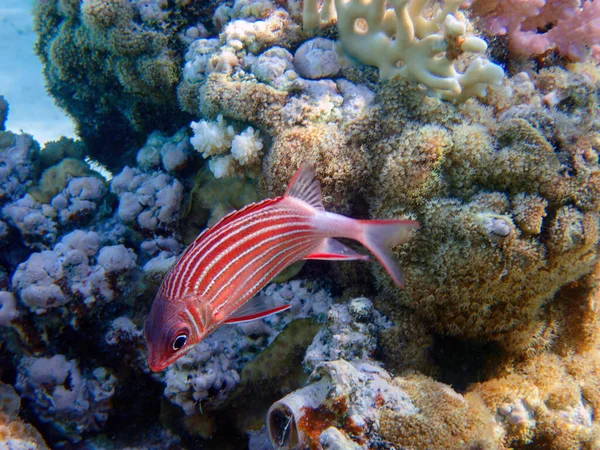 Taçlı Kırmızı Sincap Balığı Sargocentron Diadema — Stok fotoğraf