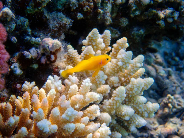 Citron Korall Goby Fisk Gobiodon Citrinus — Stockfoto