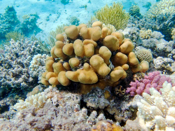 Porites Cylindrica Žlutý Sps Korál Pod Vodou Moře — Stock fotografie