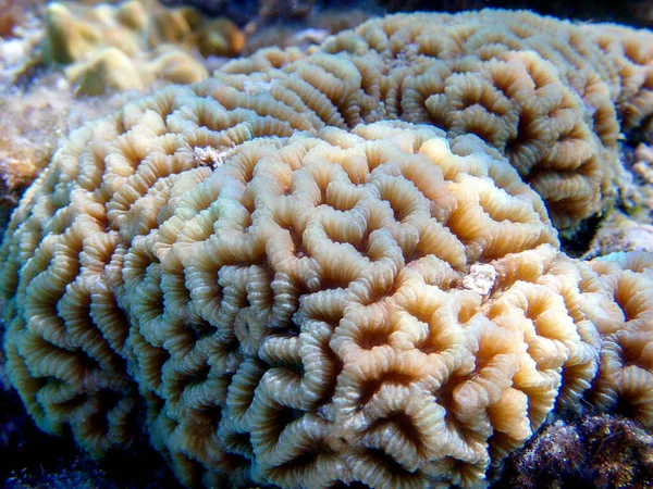 Knob Lps Coral Favites Rotundata Undersea Macro Photography — Stock Photo, Image