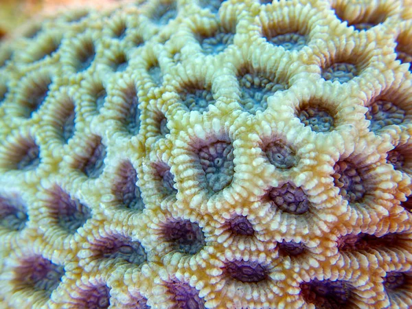 Knopp Lps Korall Favoriter Rotundata Undervattensmakrofotografier — Stockfoto