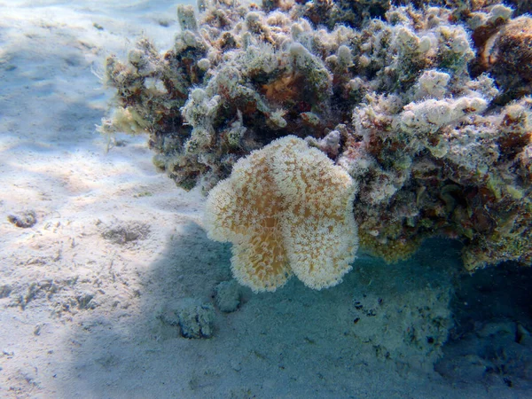 サルコフィトンは 一般的にサンゴ礁のアクアリアに保管されている家族のサンゴの属です — ストック写真