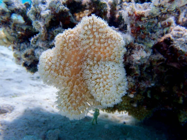石珊瑚属 Sarcophyton 是珊瑚科中的一个珊瑚属 通常生活在珊瑚礁水族馆中 — 图库照片