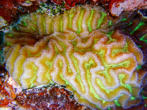 Colpophyllia Natans Boulder Brain Coral Undervattensmakrofotografier — Stockfoto