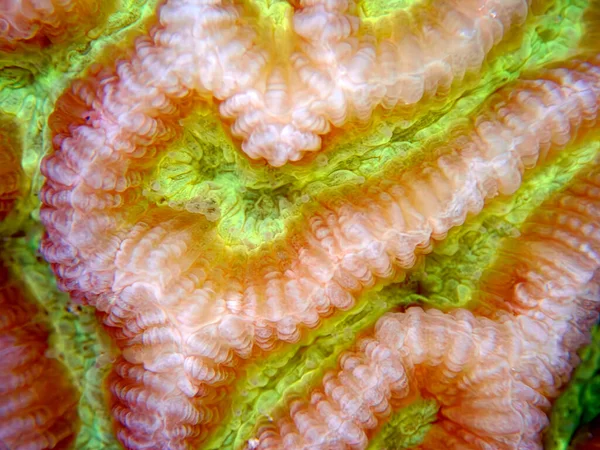 Colpophyllia Natans Boulder Brain Coral Undersea Macro Photography — Stock Photo, Image
