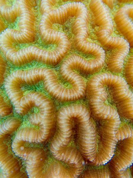 Colpophyllia Natans Boulder Brain Coral Podwodna Fotografia Makro — Zdjęcie stockowe