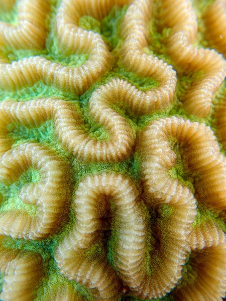 Colpophyllia Natans Boulder Brain Coral Undervattensmakrofotografier — Stockfoto