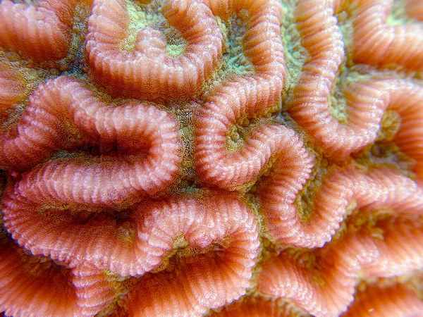 Colpophyllia Natans Boulder Brain Coral Podmořské Makrofotografie — Stock fotografie