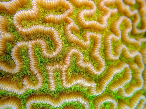 Colpophyllia natans - (Boulder Brain Coral), sualtı makro fotoğrafçılık 