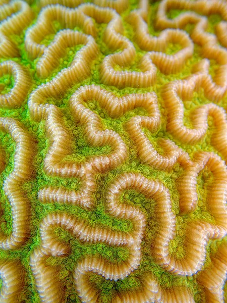 Colpophyllia Natans Boulder Brain Coral Подводная Макрофотография — стоковое фото