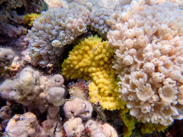 黄色卷轴珊瑚 — 图库照片