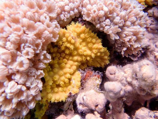 黄色いスクロールサンゴ タービナリアのレニフォーム — ストック写真
