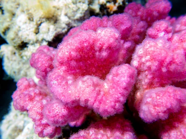 Рожевий Колір Цвітної Капусти Pocillopora — стокове фото