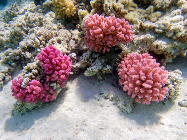 粉红花椰菜珊瑚 波纹藻 — 图库照片