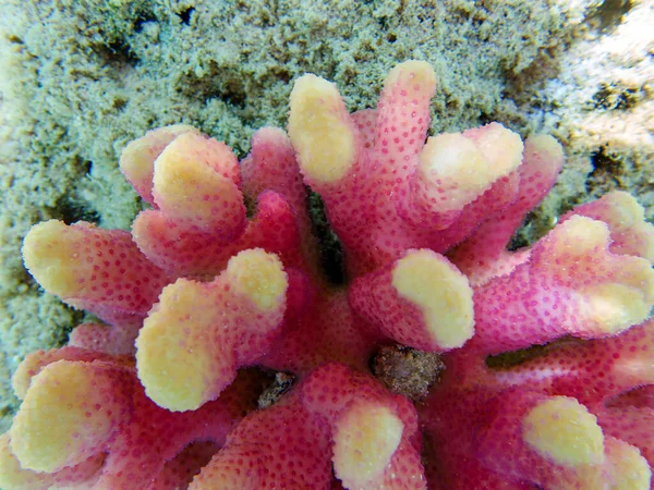 粉红花椰菜珊瑚 波纹藻 — 图库照片