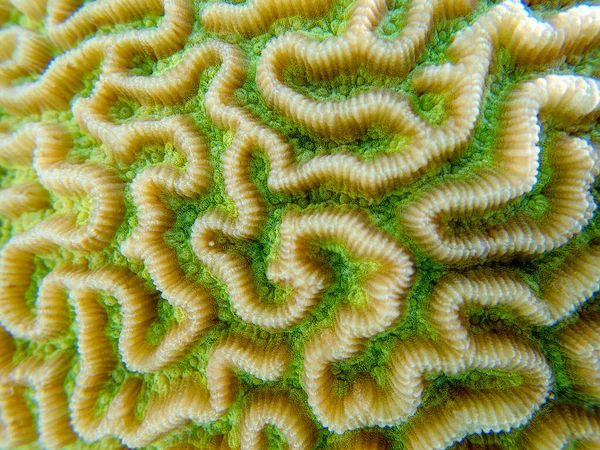 Colpophyllia Natans Boulder Brain Coral Υποθαλάσσια Μακροφωτογραφία Εικόνα Αρχείου