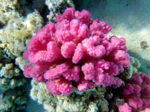 Ροζ Κοράλλι Κουνουπίδι Pocillopora Εικόνα Αρχείου