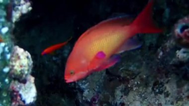 Anthias 'ın su altı videosu - (Pseudanthias squamipinnis)