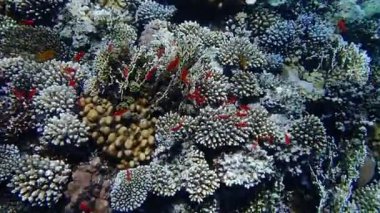 Anthias 'ın su altı videosu - (Pseudanthias squamipinnis)