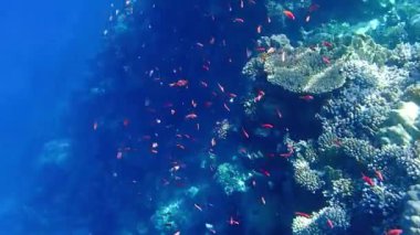 Anthias 'ın su altı videosu - (Pseudanthias squamipinnis)