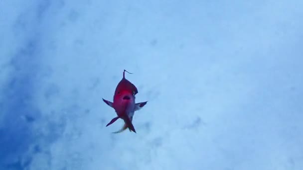 Onderwatervideo Van Lyretail Anthias Pseudanthias Squamipinnis — Stockvideo