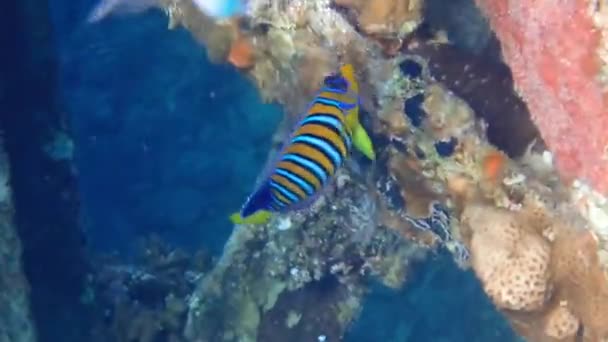 Video Ikan Malaikat Kerajaan Pygoplites Diacanthus — Stok Video
