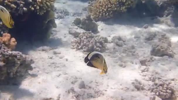 Kara Kuyruklu Kelebek Balığının Sualtı Videosu Chaetodon Austriacus — Stok video