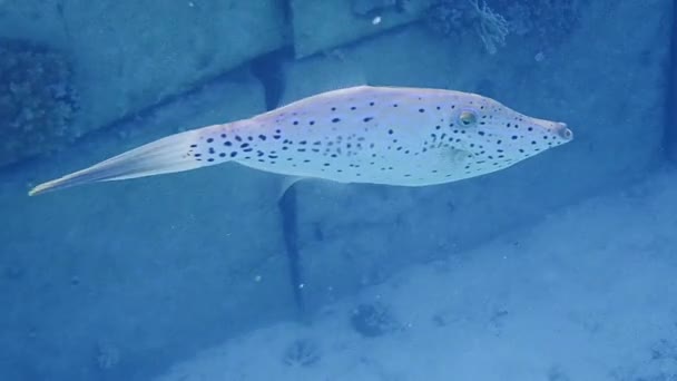 Video Filefish Garabateado Aluterus Scriptus — Vídeos de Stock