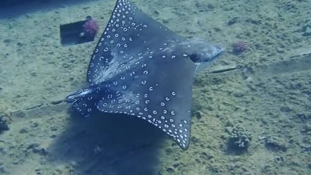 Gefleckter Adlerrochen Aetobatus Ocellatus Unterwasserszenen Roten Meer — Stockvideo