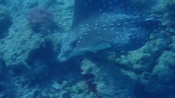 Benekli Kartal Işını Aetobatus Ocellatus Kızıl Deniz Doğru Sualtı Görüntüleri — Stok video