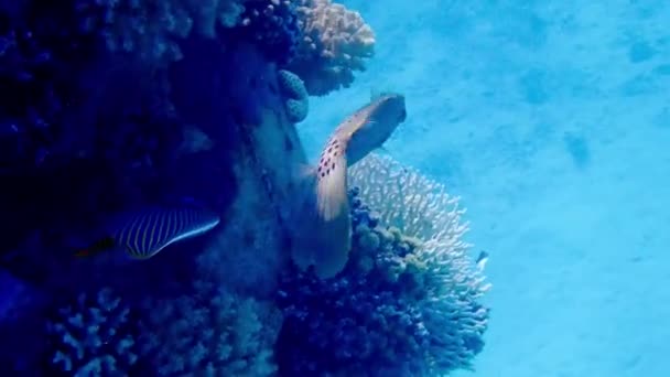 Video Načmáraných Filefish Aluterus Scriptus — Stock video