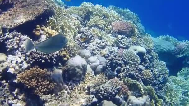 ブルースペインユニコーンフィッシュの海底映像 ナソーユニコーニス — ストック動画