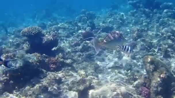 Undersea Footage Bluespine Unicornfish Naso Unicornis — Stock Video
