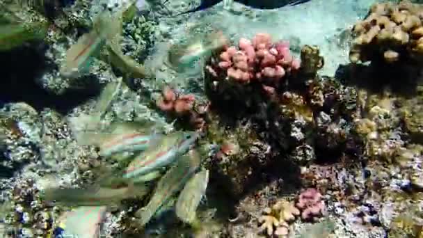 Increíbles Momentos Escénicos Bajo Agua Del Majestuoso Mundo Del Mar — Vídeos de Stock