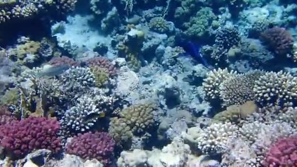 グリーンバードワースラスの海底映像 ゴモフォス — ストック動画