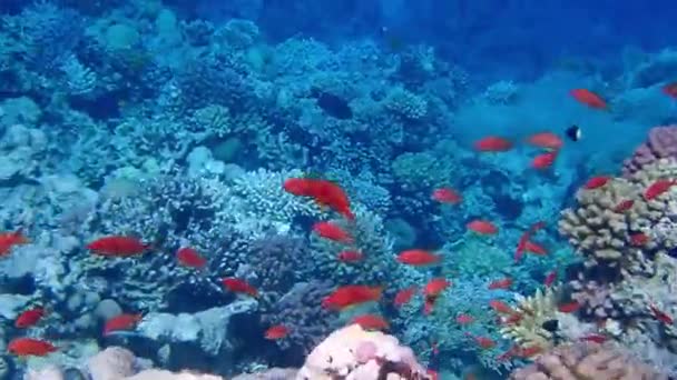 Kızıl Deniz Görkemli Dünyasından Inanılmaz Altı Manzarası Anları — Stok video