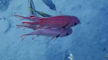 Taçlı kırmızı sincap balığı sualtı videosu - (Sargocentron diadema)