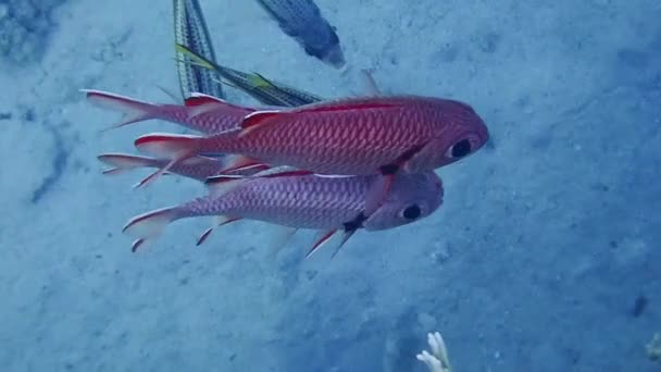 Taçlı Kırmızı Sincap Balığı Sualtı Videosu Sargocentron Diadema — Stok video
