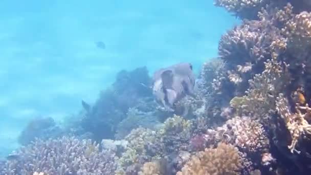 Pufferfish Κολύμπι Γύρω Από Κοράλλια Στην Κόκκινη Θάλασσα — Αρχείο Βίντεο