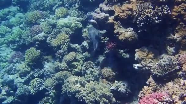 Pufferfish Κολύμπι Γύρω Από Κοράλλια Στην Κόκκινη Θάλασσα — Αρχείο Βίντεο