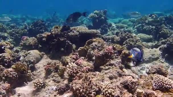 Úžasné Podvodní Malebné Okamžiky Majestátního Světa Rudého Moře — Stock video