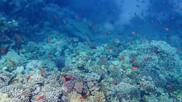 Fantastiska Undervattens Sceniska Ögonblick Från Den Majestätiska Världen Röda Havet — Stockvideo