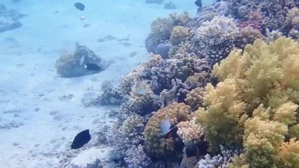 Kızıl Deniz Görkemli Dünyasından Inanılmaz Altı Manzarası Anları — Stok video