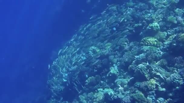 在浩瀚的红海世界里 令人惊奇的水下风景时刻 — 图库视频影像